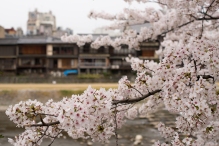 Along the Kamo river, in the Gion area, Kyotoites have been viewing the cherry blossoms for centuries